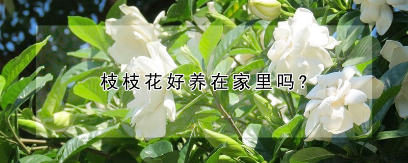 枝枝花好养在家里吗?