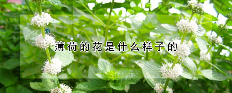 薄荷的花是什么样子的