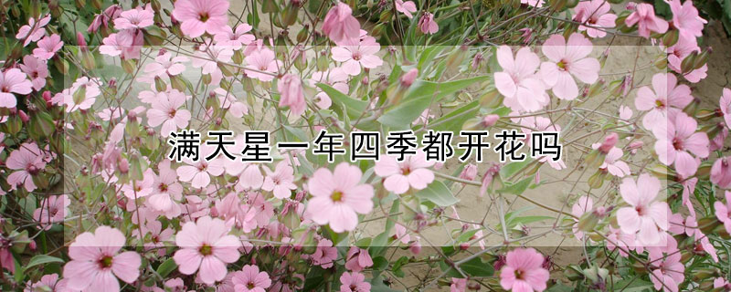 满天星一年四季都开花吗