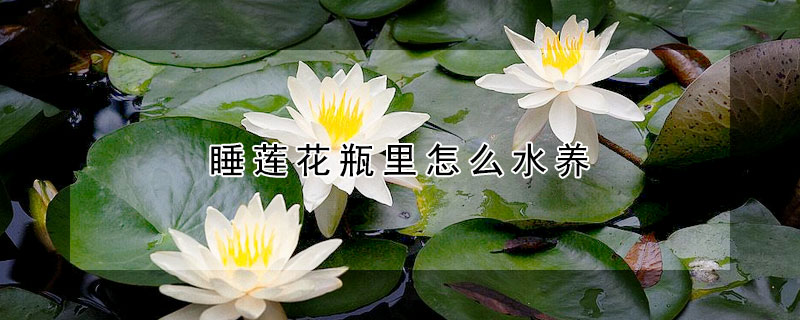 睡莲花瓶里怎么水养