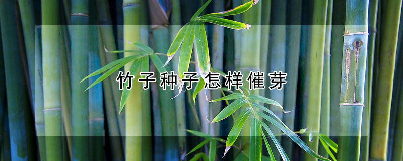 竹子种子怎样催芽