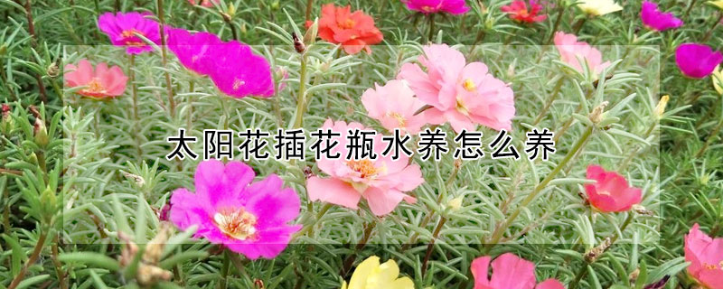 太阳花插花瓶水养怎么养