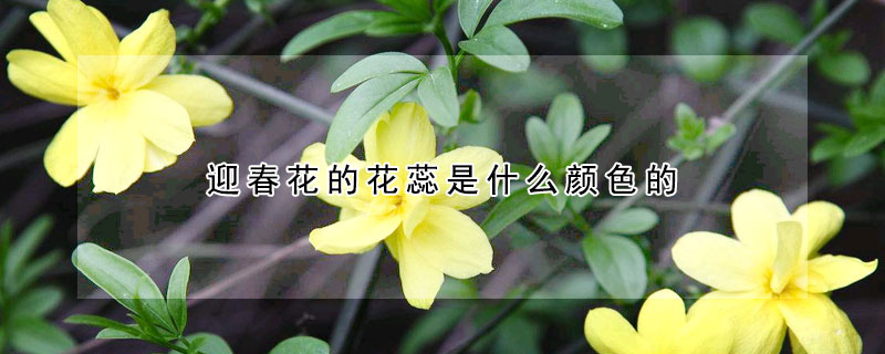 迎春花的花蕊是什么颜色的