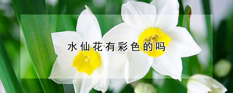 水仙花有彩色的吗