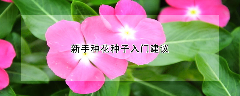 新手种花种子入门建议