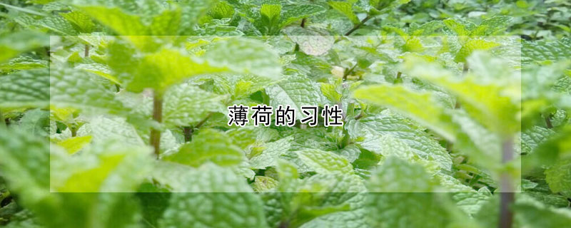 薄荷的习性