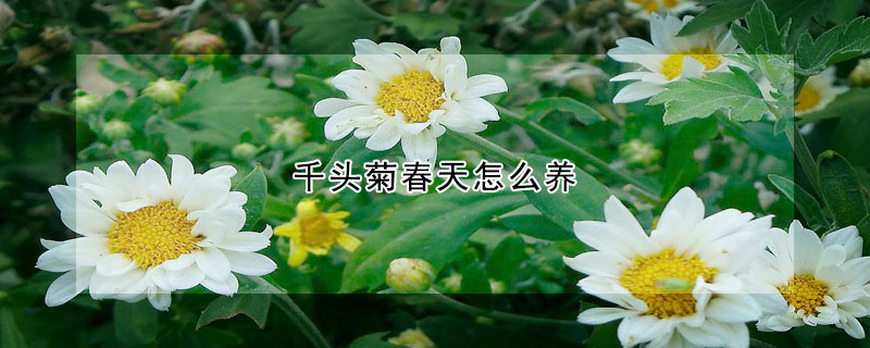 千头菊春天怎么养