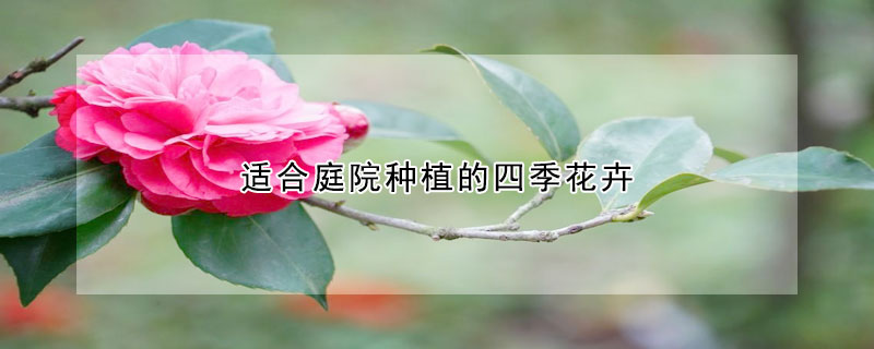 适合庭院种植的四季花卉