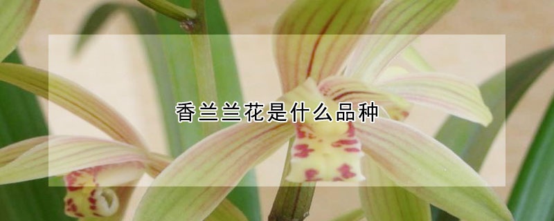 香兰兰花是什么品种