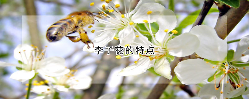 李子花的特点