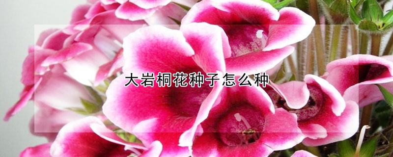 大岩桐花种子怎么种