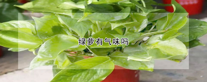 绿萝有气味吗