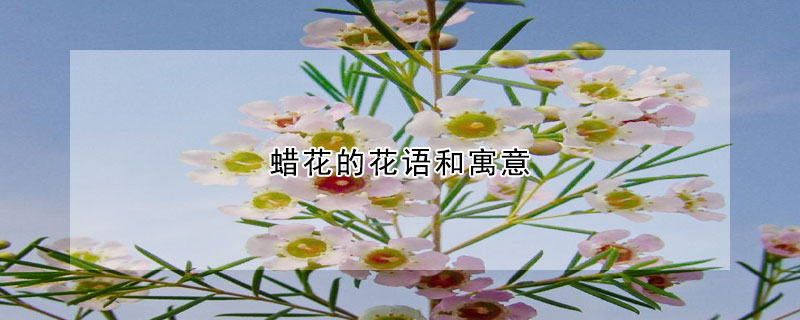 蜡花的花语和寓意