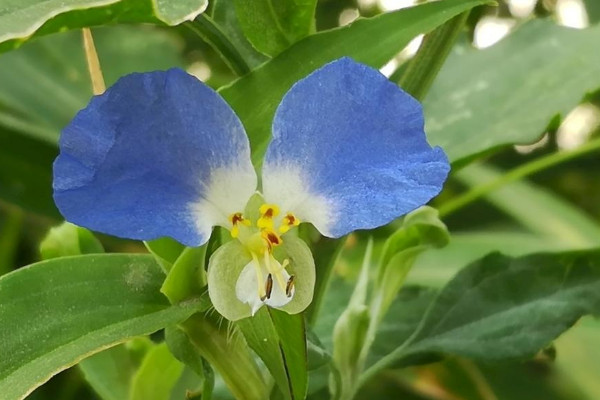 蝴蝶花的盆栽养护方法