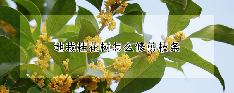 地栽桂花树怎么修剪枝条