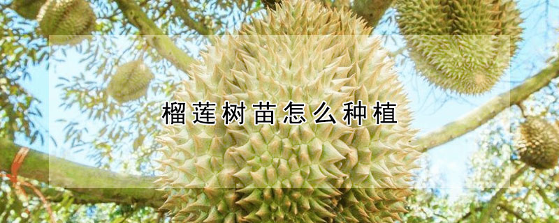 榴莲树苗怎么种植