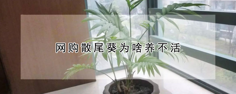 网购散尾葵为啥养不活