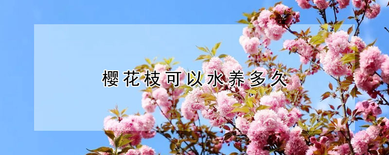 樱花枝可以水养多久