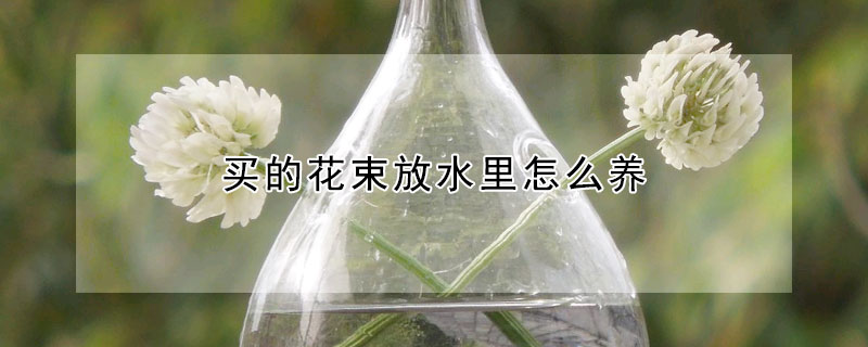 买的花束放水里怎么养