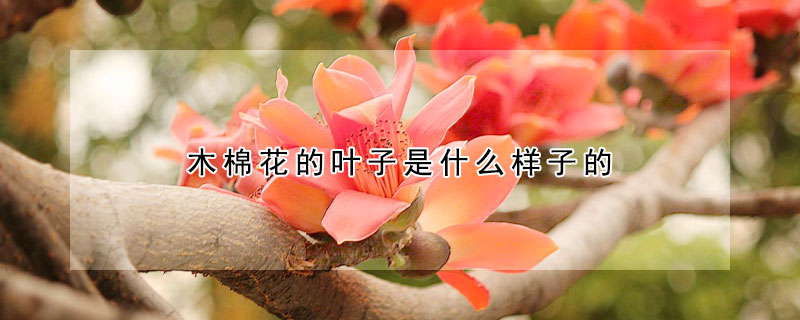 木棉花的叶子是什么样子的