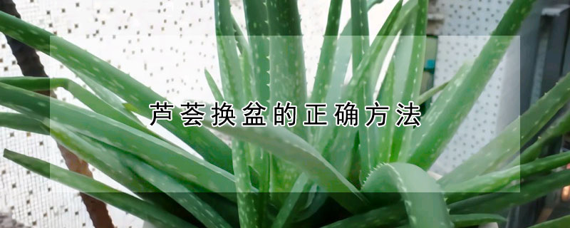 芦荟换盆的正确方法