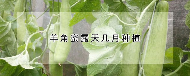 羊角蜜露天几月种植