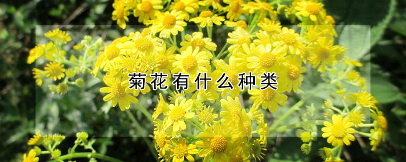 菊花有什么种类