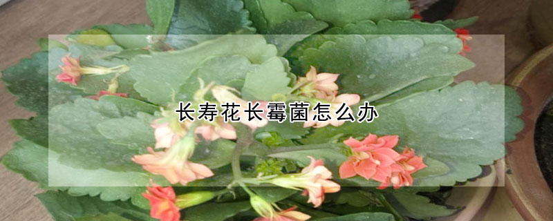 长寿花长霉菌怎么办