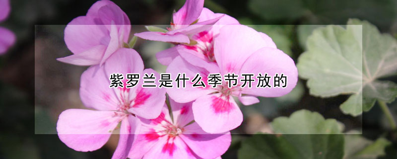 紫罗兰是什么季节开放的