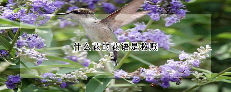 什么花的花语是救赎