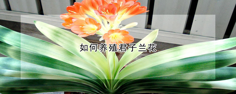 如何养殖君子兰花