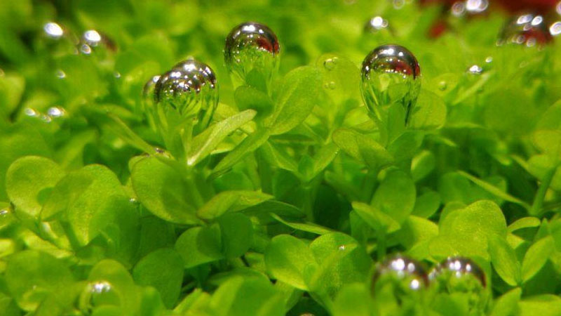 植物矮珍珠怎么养?矮珍珠的养殖方法和注意事项