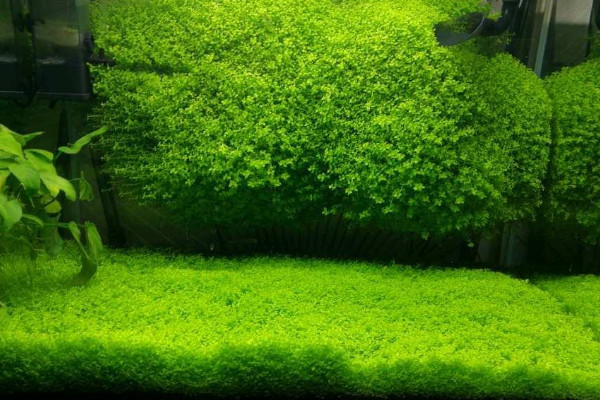 植物矮珍珠怎么养?矮珍珠的养殖方法和注意事项