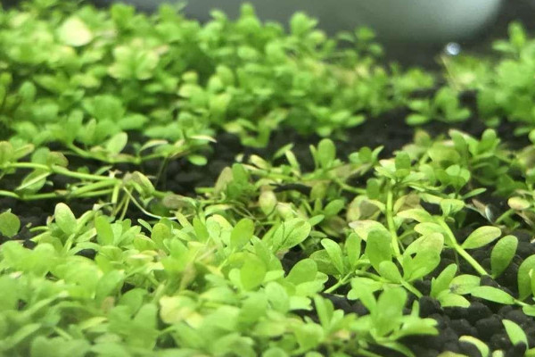 植物矮珍珠怎么养?矮珍珠的养殖方法和注意事项