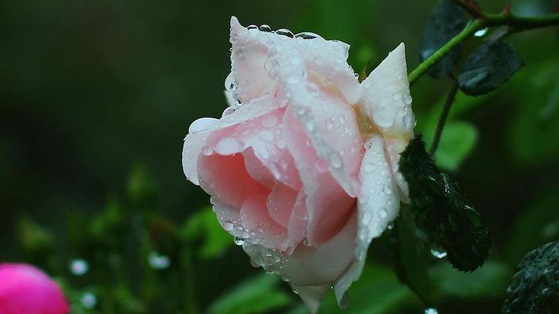 蓝色阴雨的养殖方法和注意事项