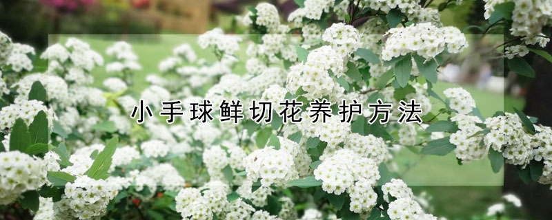 小手球鲜切花养护方法