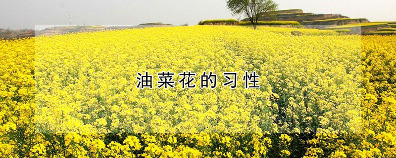 油菜花的习性