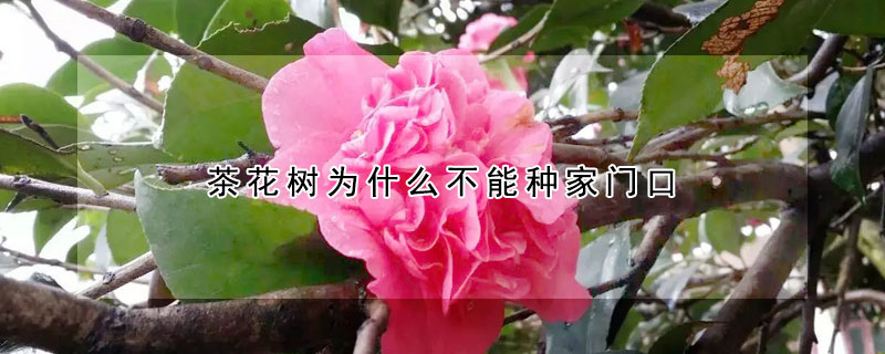 茶花树为什么不能种家门口