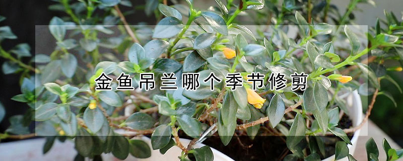 金鱼吊兰哪个季节修剪