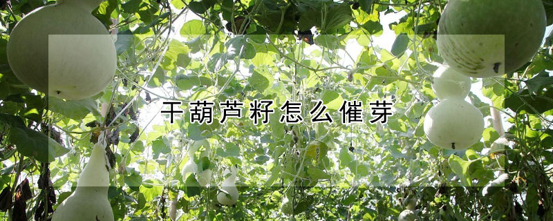 干葫芦籽怎么催芽