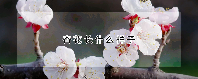 杏花长什么样子