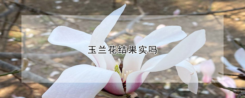 玉兰花结果实吗