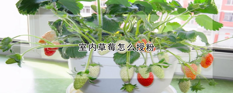 室内草莓怎么授粉