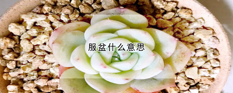 服盆什么意思