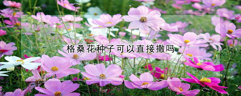 格桑花种子可以直接撒吗