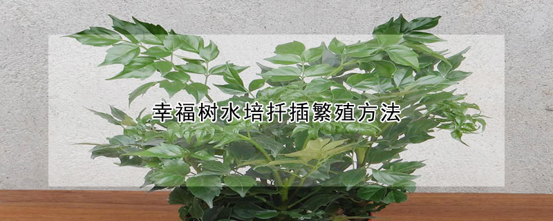 幸福树水培扦插繁殖方法 —【发财农业网】