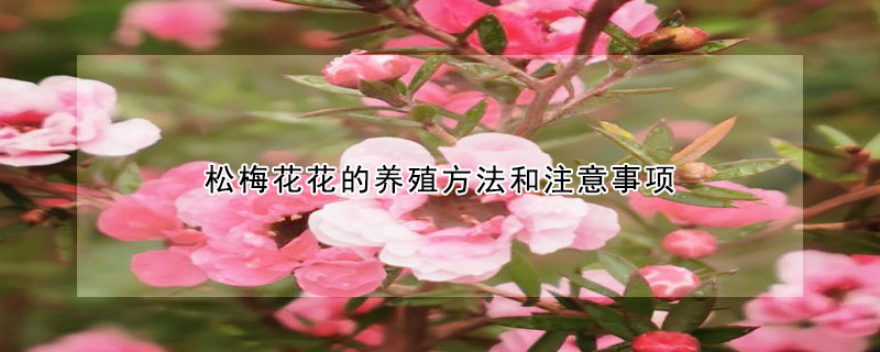 松梅花花的养殖方法和注意事项