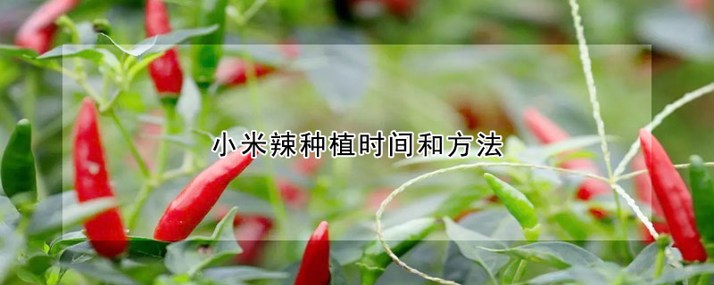 小米辣种植时间和方法