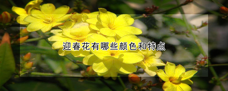 迎春花有哪些颜色和特点