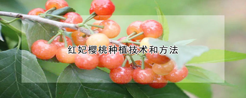 红妃樱桃种植技术和方法